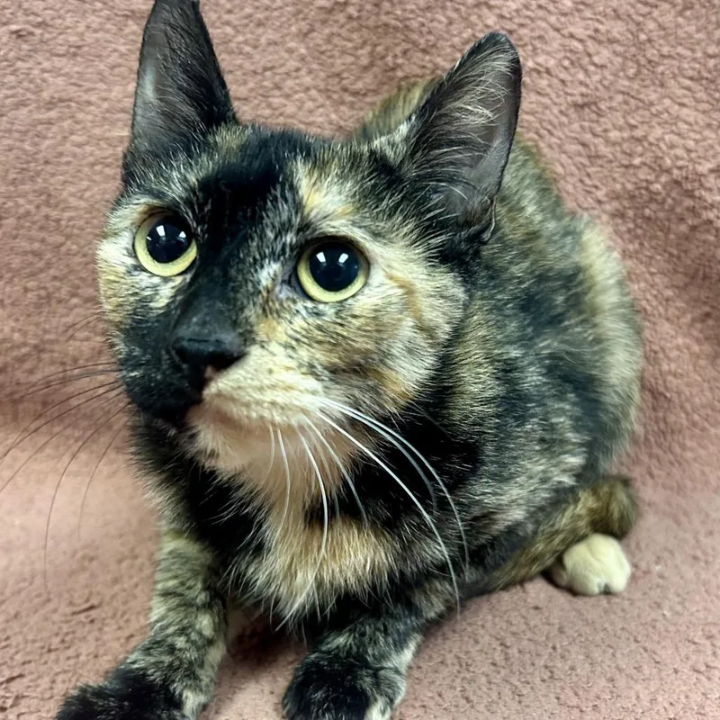 A young medium-sized female Black Domestic Short Hair cat named Melanie for adoption in St Joseph, MO