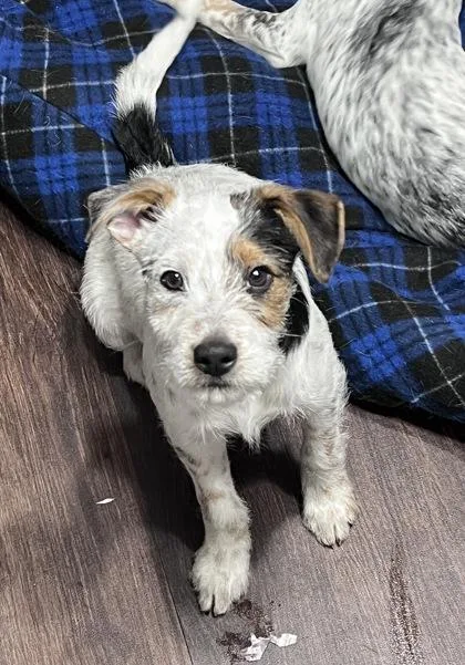 Tank Dell thumbnail 2