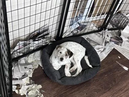 Tank Dell thumbnail 3