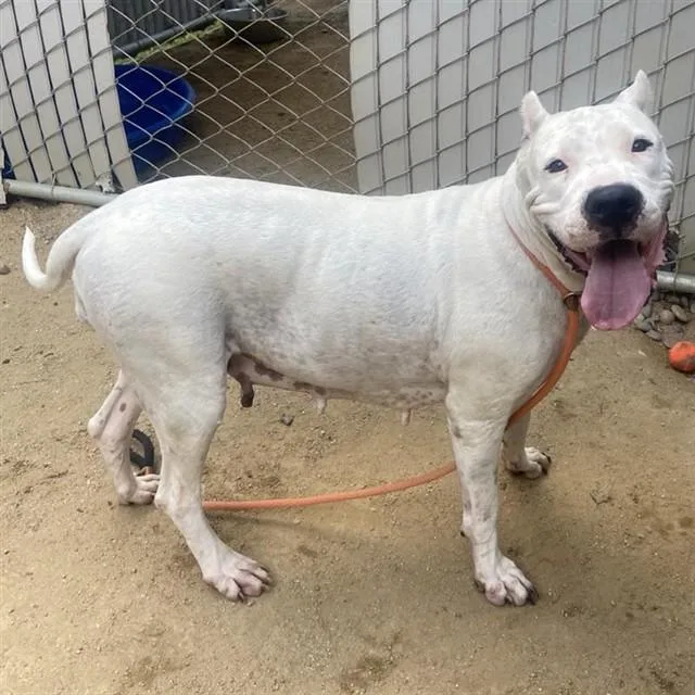 An adult large-sized female Dogo Argentino dog named Magnolia for adoption in Ontario, CA