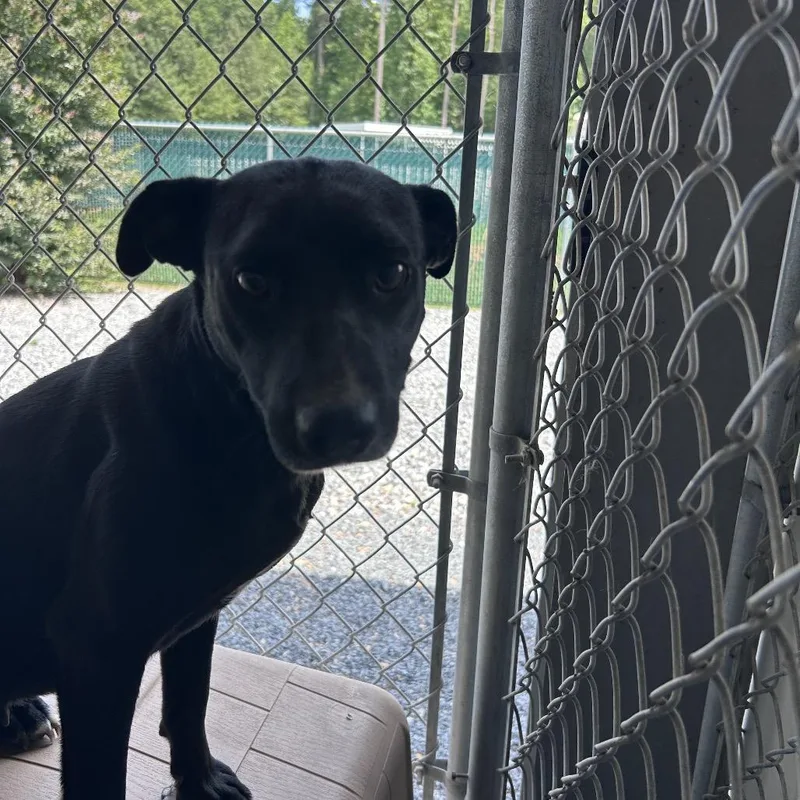 An adult medium-sized female Black Mixed Breed dog named Rita for adoption in Mount Gilead, NC