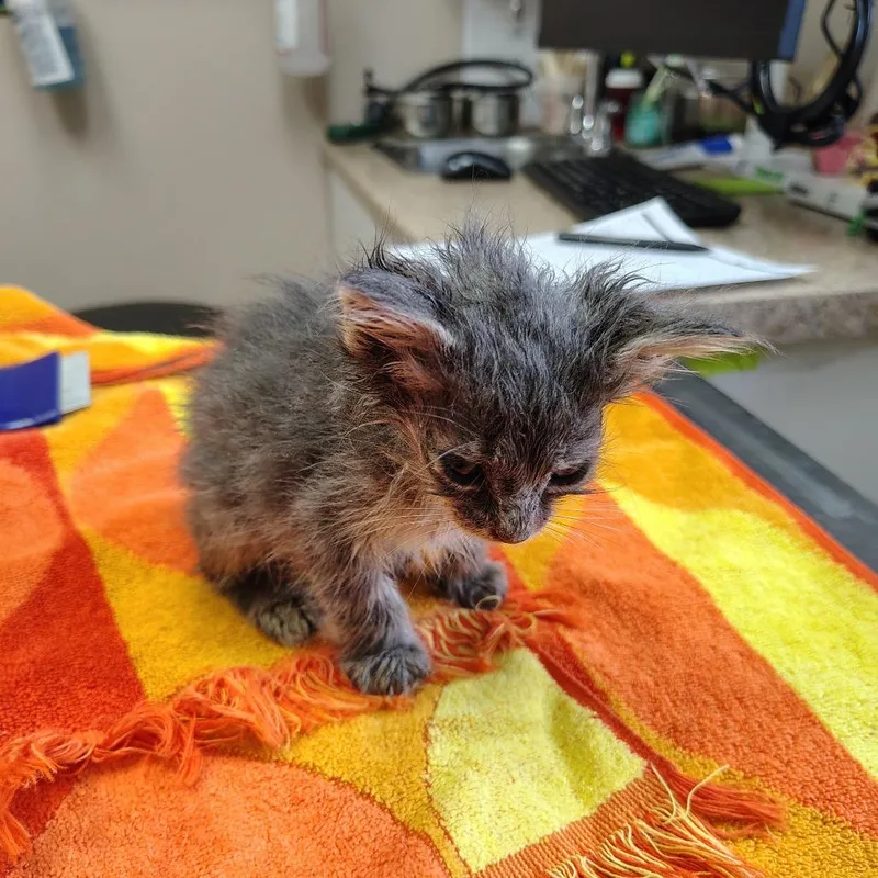 A baby small-sized male Gray / Blue / Silver Domestic Short Hair cat named Orion for adoption in Coos Bay, OR