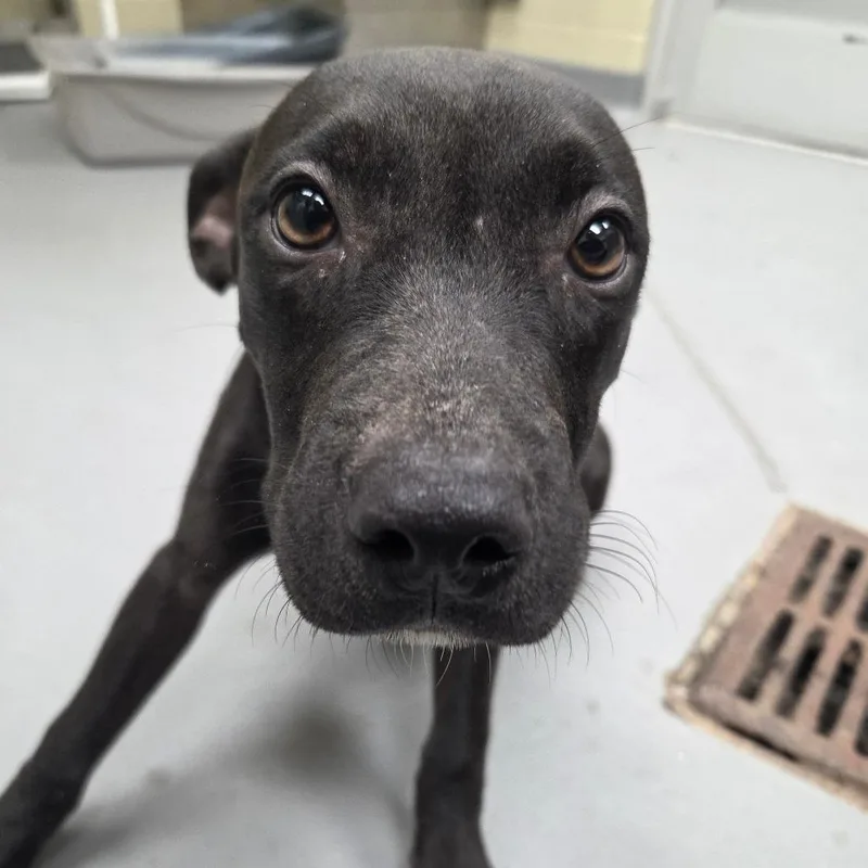 A young small-sized female Black Mixed Breed dog named StraySaintMarysRoad for adoption in Columbus, GA