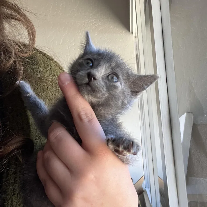 A baby small-sized female Gray / Blue / Silver Domestic Short Hair cat named Julia for adoption in Pacific Grove, CA