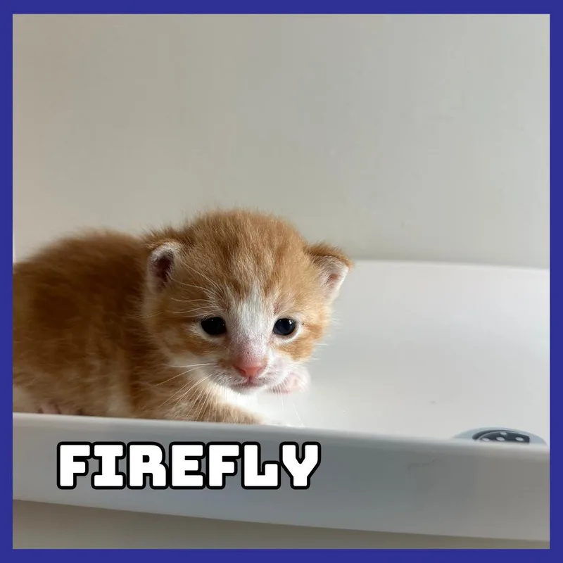 Firefly thumbnail 2
