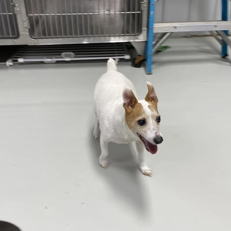 A senior small-sized male Golden Jack Russell Terrier dog named PeeWee for adoption in Hartford, KY