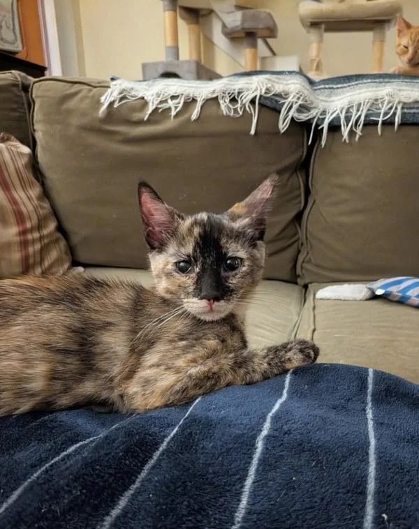 A baby small-sized female Domestic Short Hair cat named Sienna for adoption in Bonsall, CA