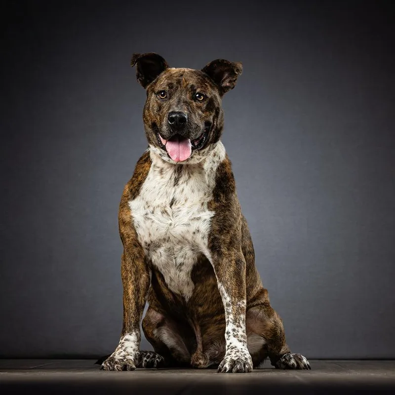 A senior large-sized male Brindle Mixed Breed dog named Dallas for adoption in Jupiter, FL