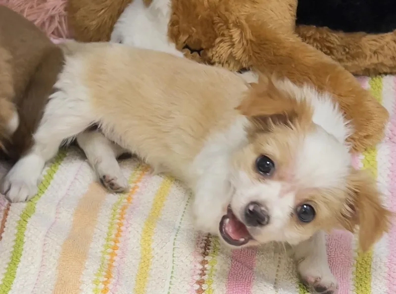 A baby small-sized female Apricot / Beige Spaniel dog named Dakota for adoption in Los Angeles, CA