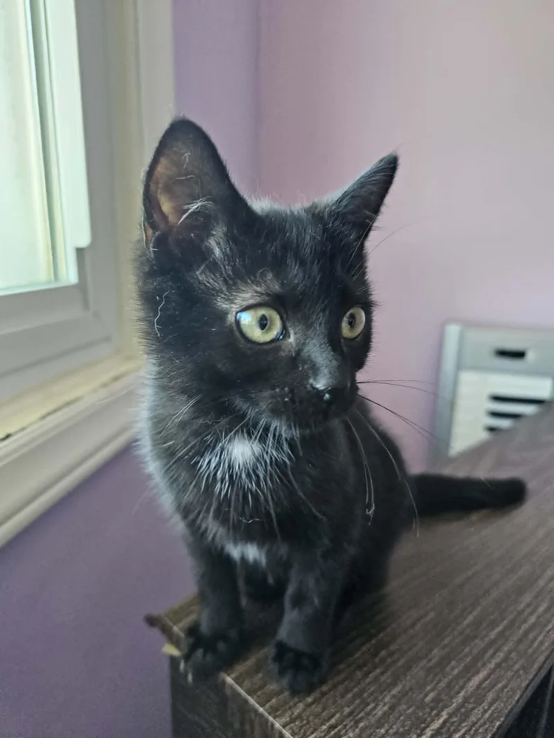 A baby medium-sized female Black Domestic Short Hair cat named Pudge for adoption in Wading River, NY