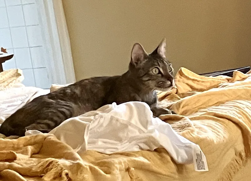 A young medium-sized female Domestic Short Hair cat named Violet for adoption in Philadelphia, PA