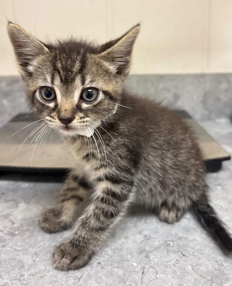 A baby medium-sized male Domestic Short Hair cat named Fritz for adoption in Greeneville, TN