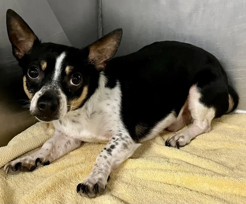 An adult small-sized male Rat Terrier dog named Neptune for adoption in North Vernon, IN