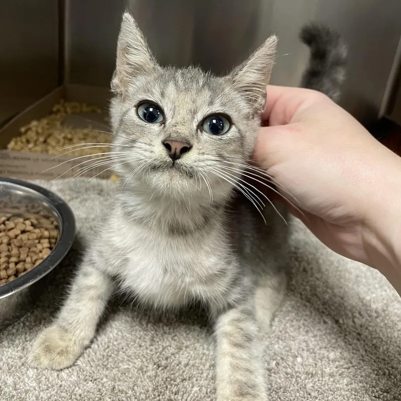 A baby small-sized male Gray / Blue / Silver Domestic Short Hair cat named Jesse for adoption in Dickinson, TX