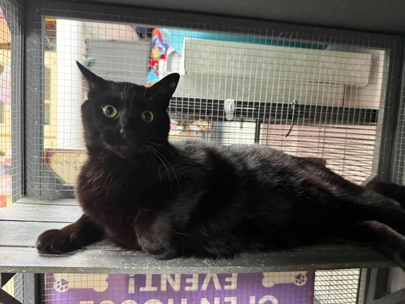 An adult large-sized male Black Domestic Short Hair cat named Voodoo for adoption in St. Ann, MO