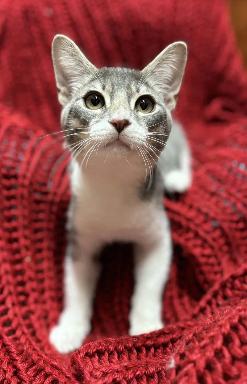 Mickey D thumbnail 2