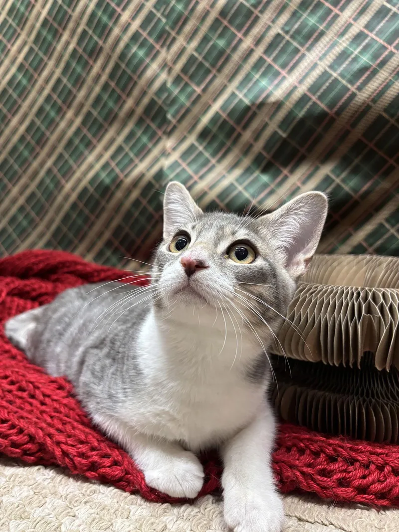 Mickey D thumbnail 3