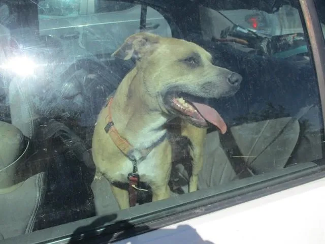A young medium-sized male Pit Bull Terrier dog named Boyd for adoption in Ocala, FL