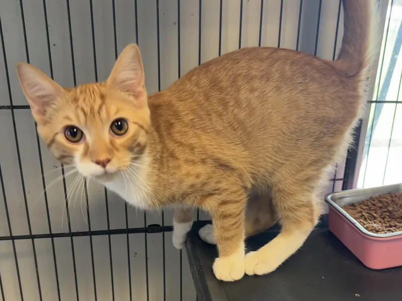 A baby small-sized male Tabby (Gray / Blue / Silver) Domestic Short Hair cat named Zeus for adoption in Ashland, KY