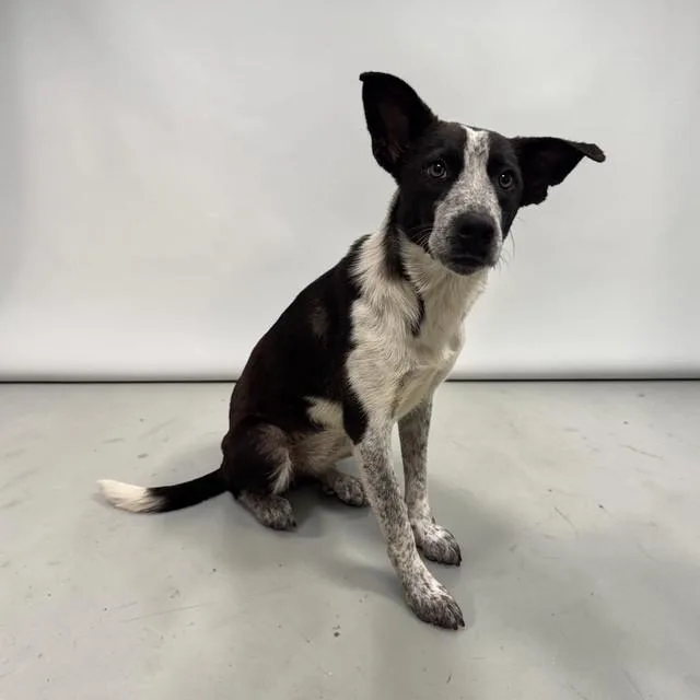 A young medium-sized female Black Australian Cattle Dog / Blue Heeler dog named Clover for adoption in Williston, VT