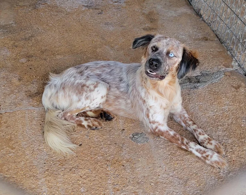 A young medium-sized male Australian Cattle Dog / Blue Heeler dog named Banzai for adoption in Bradenton, FL