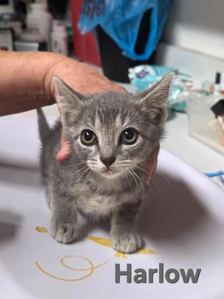 A baby small-sized female Domestic Short Hair cat named Harlow for adoption in Rutherfordton, NC