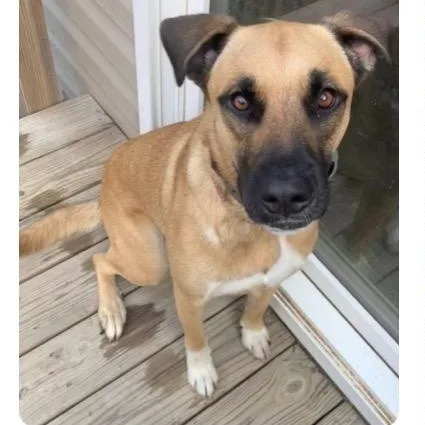 An adult medium-sized female Bicolor Labrador Retriever dog named Riley Ann for adoption in West Grove, PA