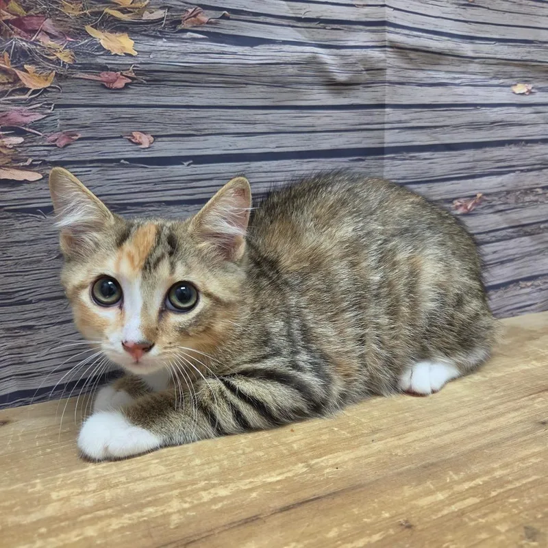 A baby small-sized female Torbie Domestic Short Hair cat named Nellie for adoption in Normal, IL