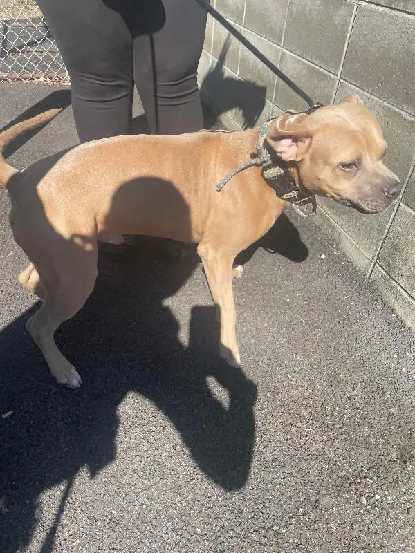 An adult medium-sized male Brown / Chocolate Mixed Breed dog named Platypus for adoption in Cincinnati, OH