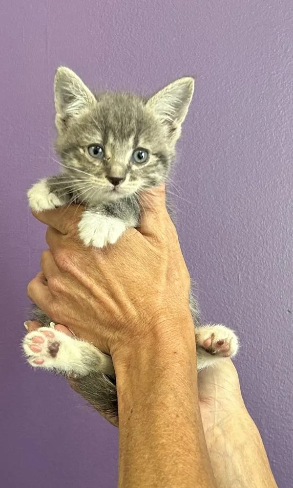 A baby medium-sized female Domestic Short Hair cat named Pearl for adoption in Salt Lake City, UT