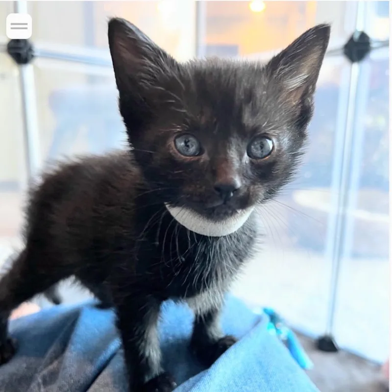 A baby small-sized female Black Domestic Short Hair cat named Helena for adoption in Franklin, TN