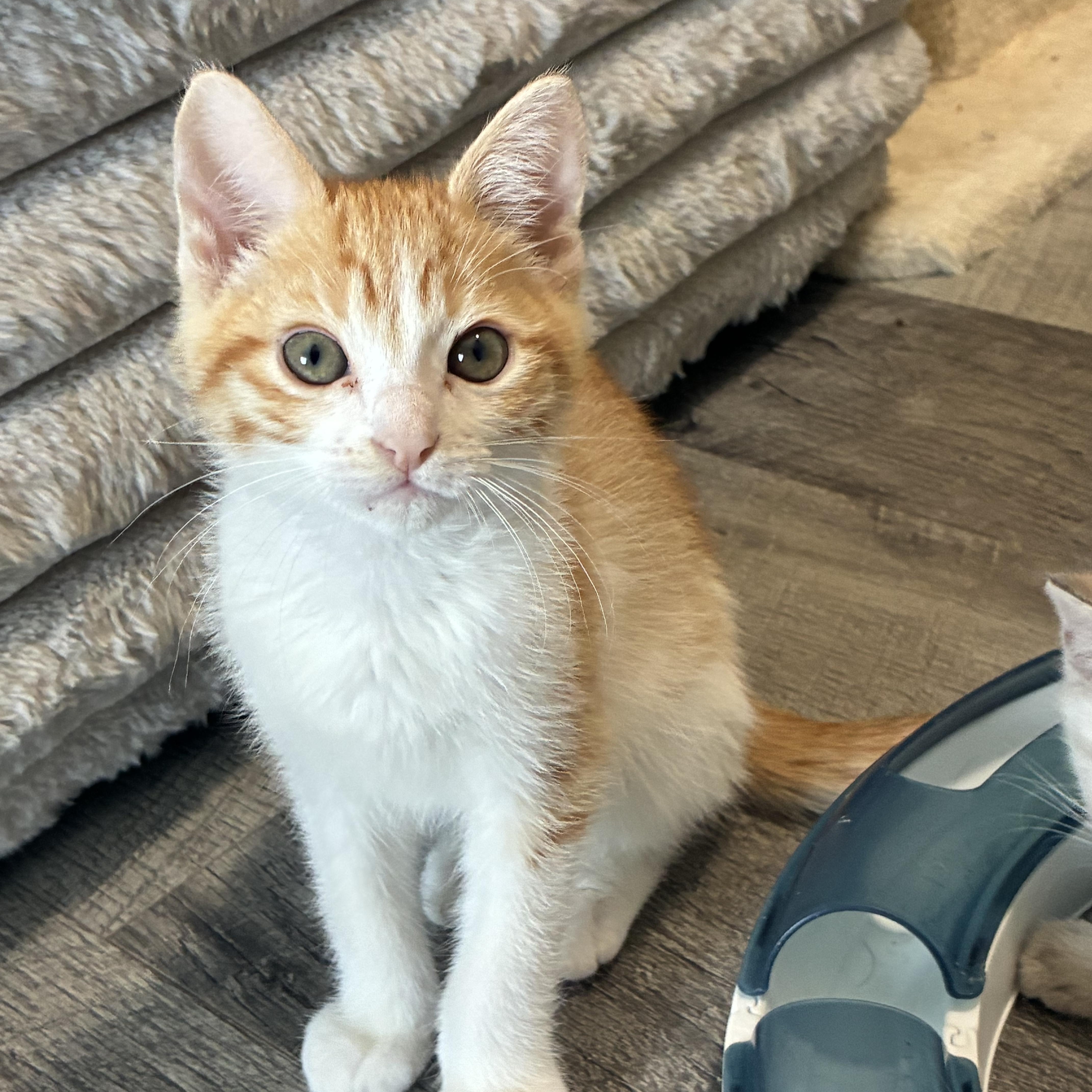 A baby small-sized male Domestic Short Hair cat named Georgie for adoption in queen creek, AZ