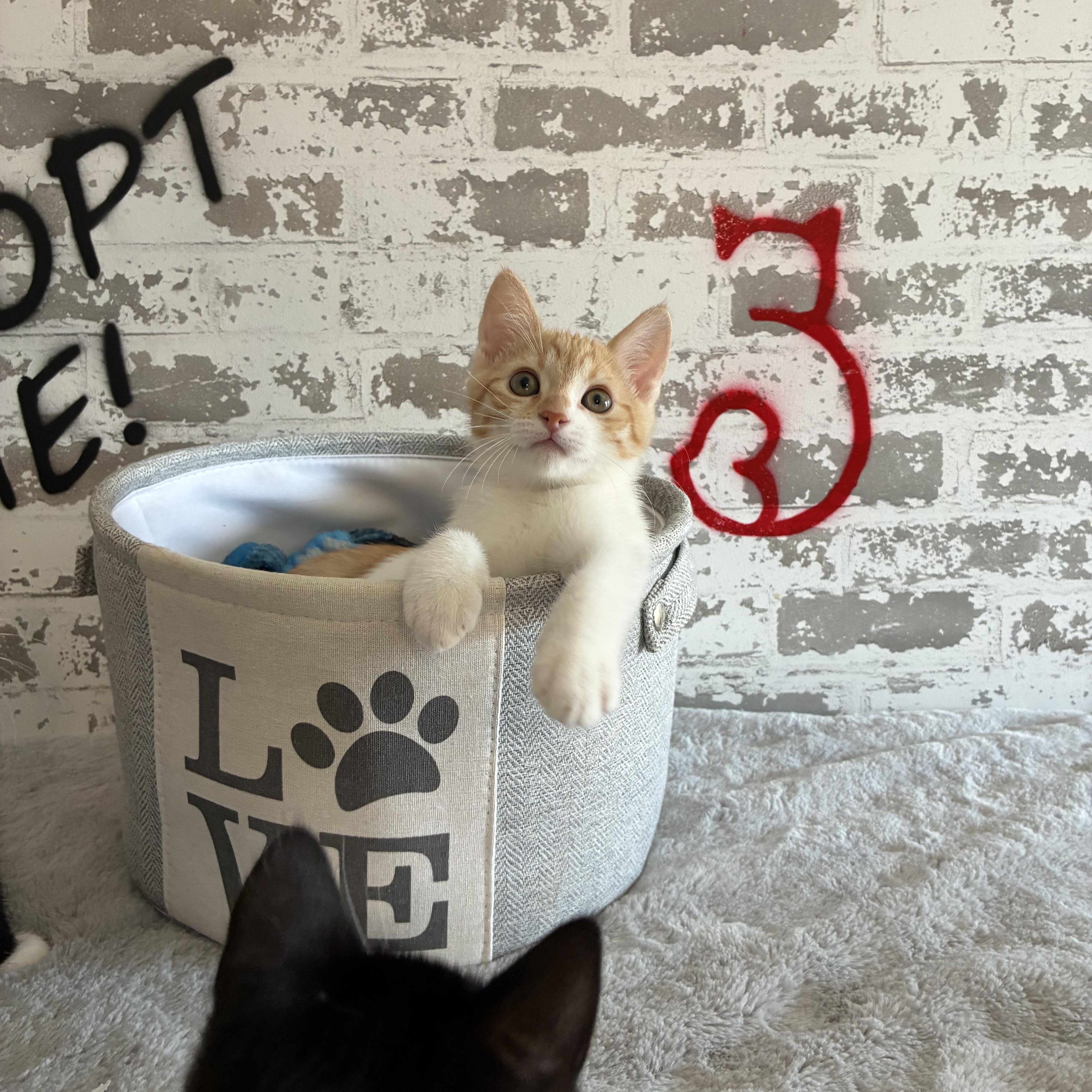 Georgie thumbnail 5