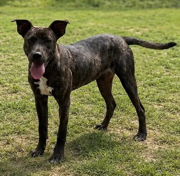 A young medium-sized female Shepherd dog named Lainey for adoption in eufaula, AL