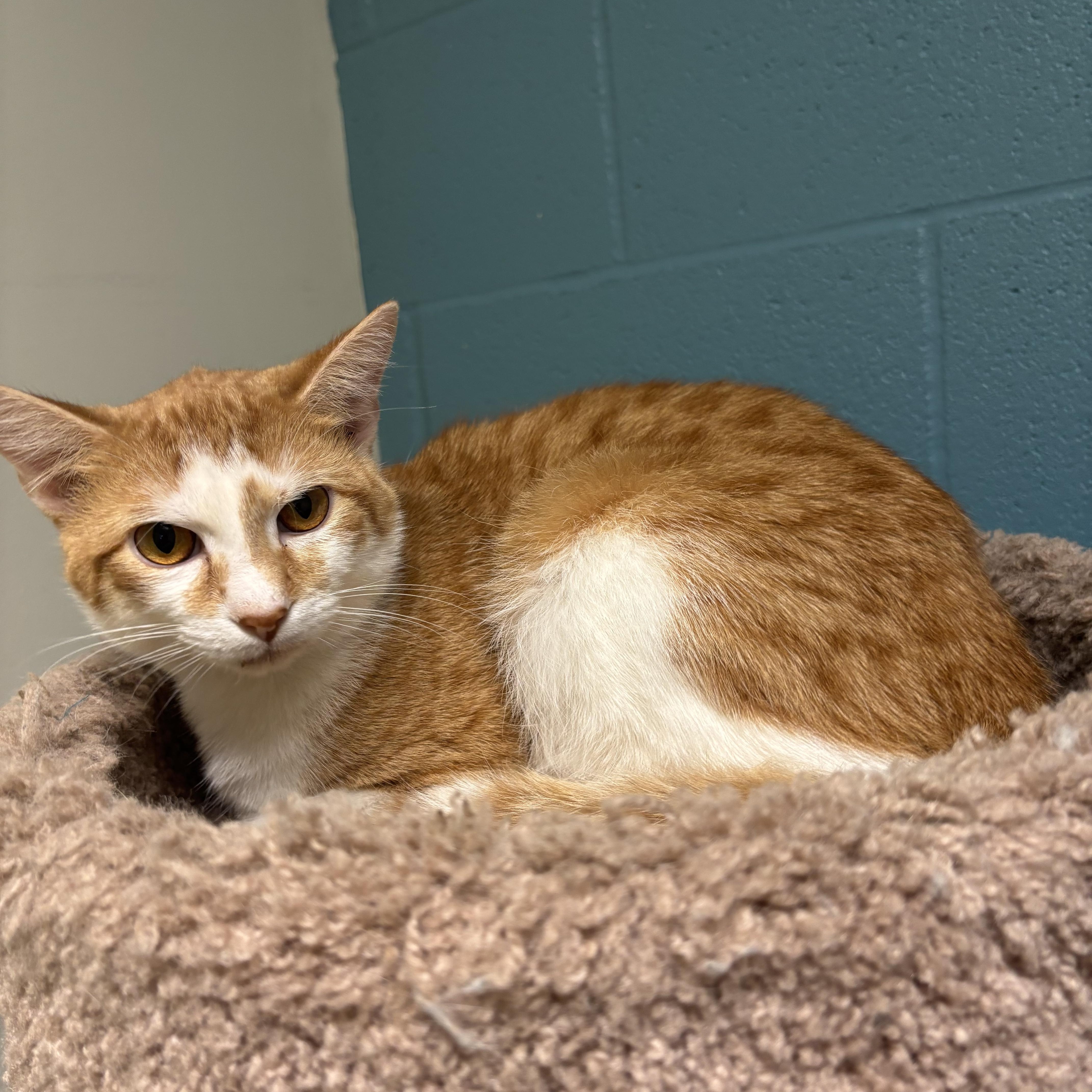 An adult medium-sized male Orange & White Domestic Short Hair cat named Roo for adoption in Gladstone, MO