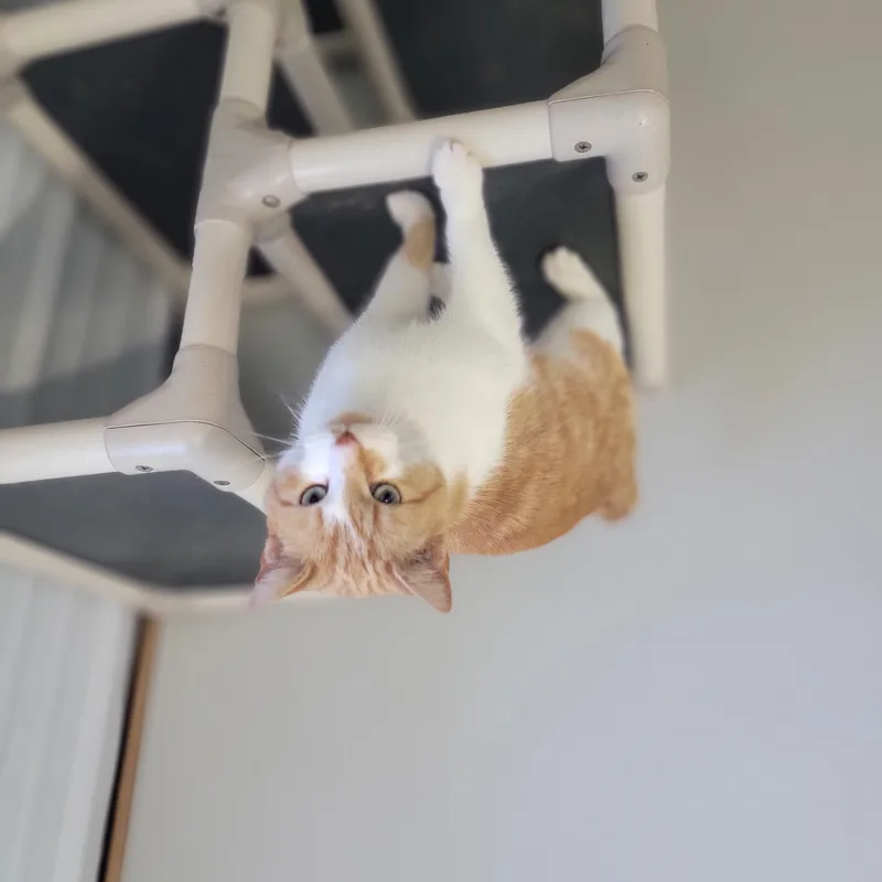 An adult medium-sized male Orange & White Domestic Short Hair cat named Finley for adoption in Fertile, MN