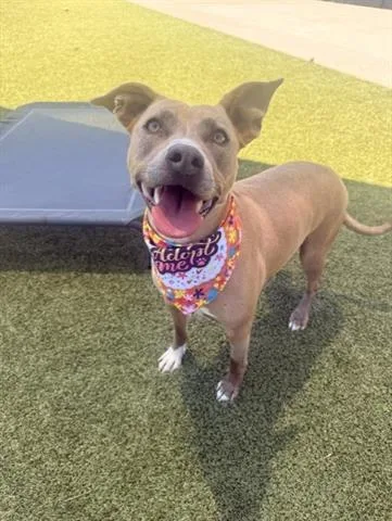 An adult medium-sized female Pit Bull Terrier dog named Sativa for adoption in San Martin, CA