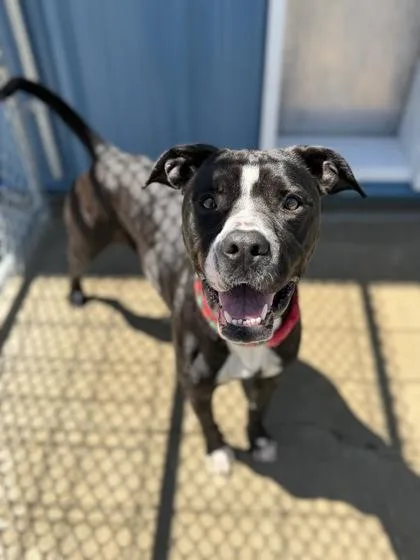 An adult medium-sized female Mixed Breed dog named Tux for adoption in Aberdeen, SD