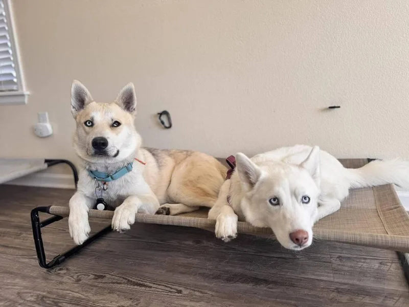An adult large-sized male White / Cream Husky dog named Dire for adoption in Littleton, CO