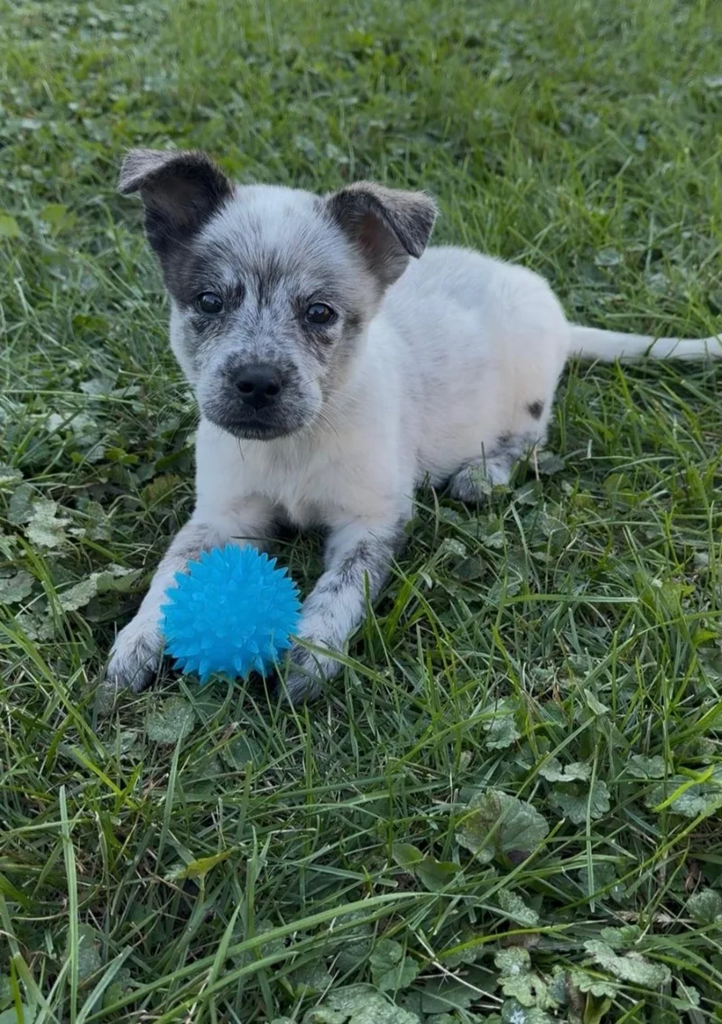 A baby small-sized female Australian Cattle Dog / Blue Heeler dog named Sequoia for adoption in merrillville, IN