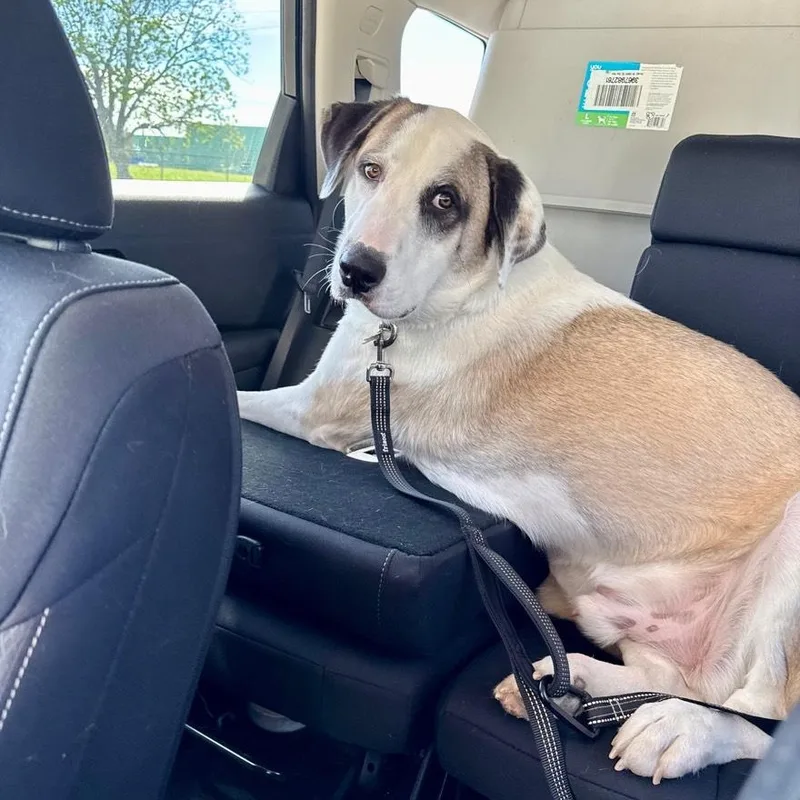 A young large-sized male White / Cream Anatolian Shepherd dog named Kolby for adoption in Houston, TX