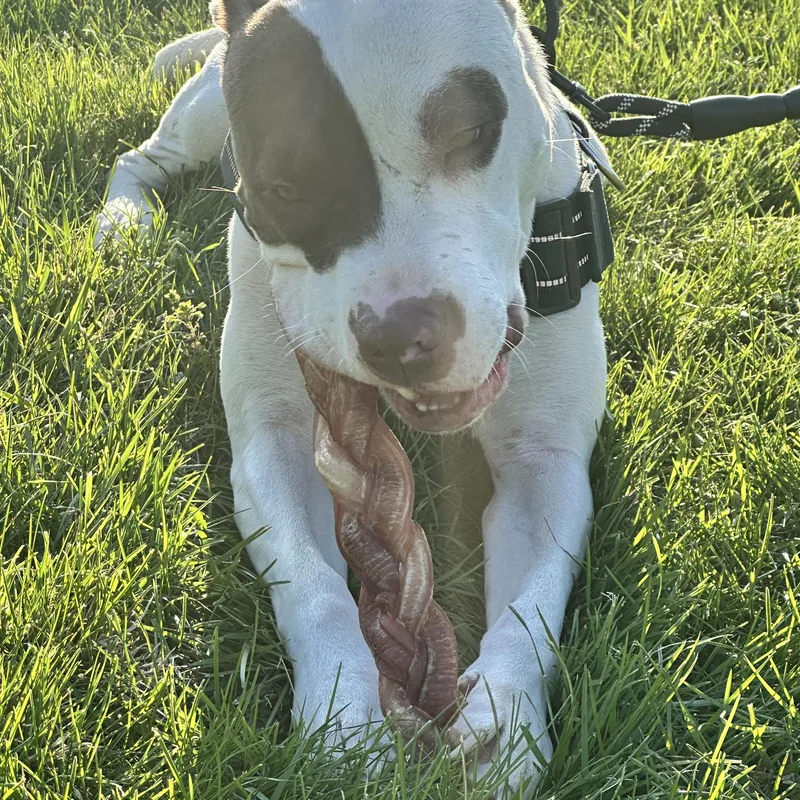 Romeo