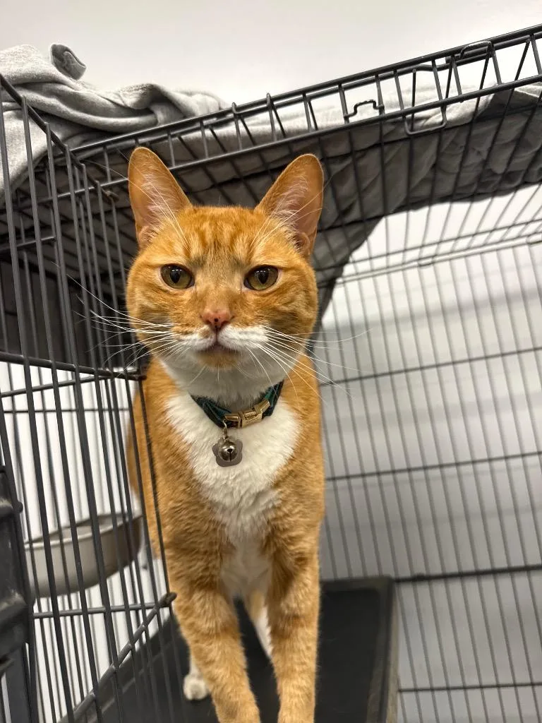A senior small-sized male Domestic Short Hair cat named Ryder for adoption in Thousand Oaks, CA