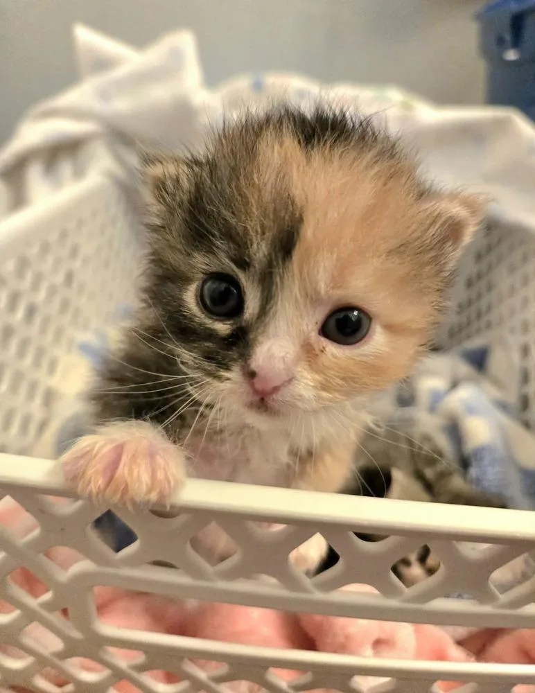 A baby medium-sized female Domestic Short Hair cat named Plum for adoption in Salinas, CA