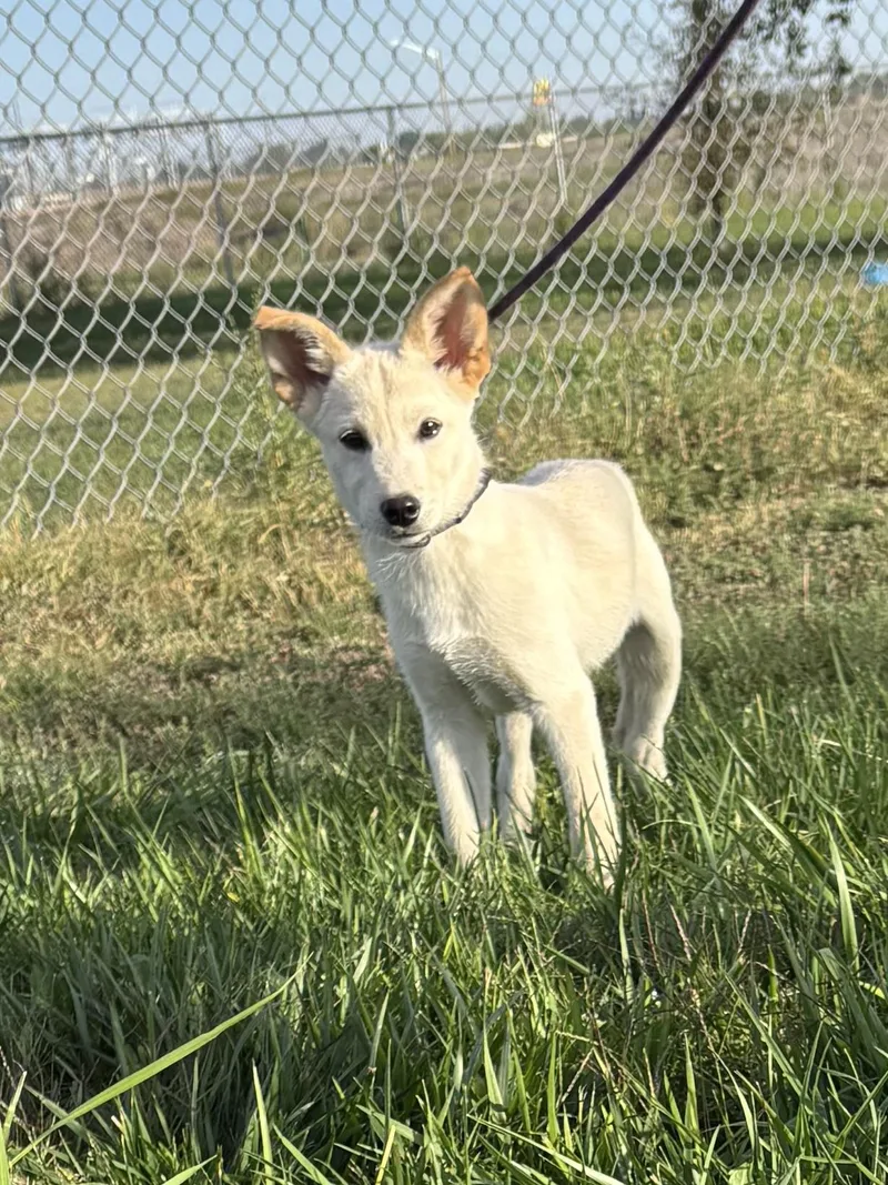 A baby medium-sized male Mixed Breed dog named Ringo for adoption in Torrington, WY