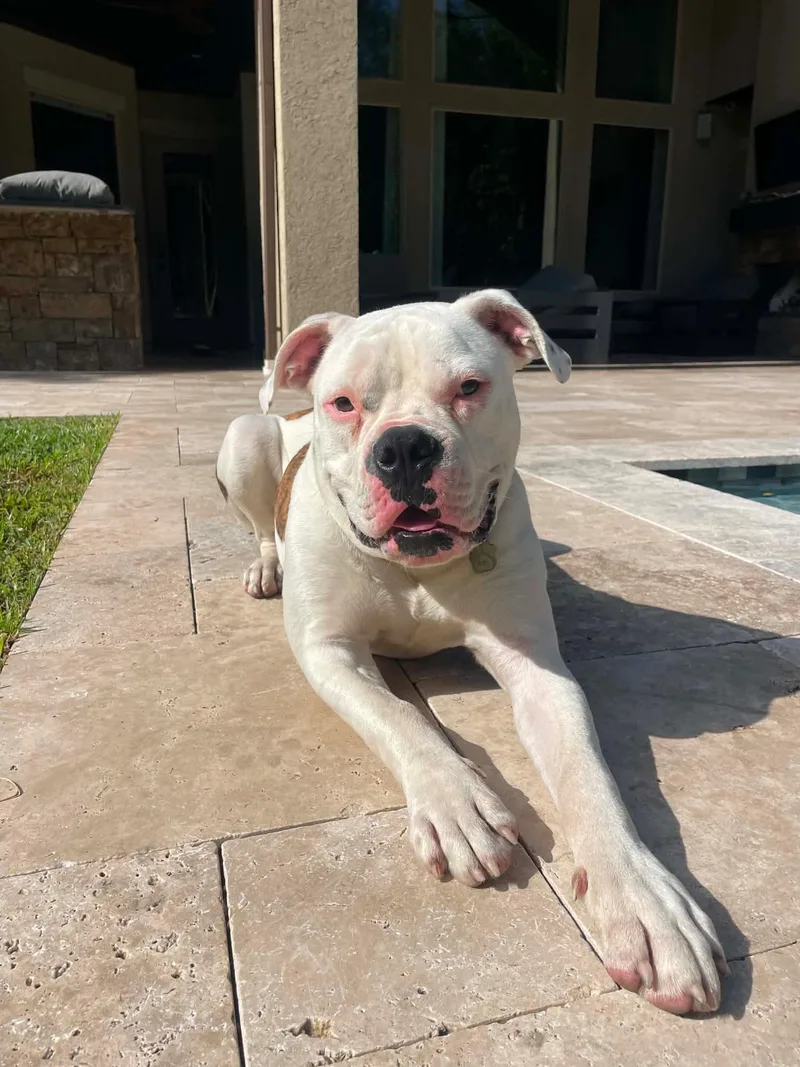 A young large-sized male American Bulldog dog named Axel for adoption in Monticello, NY