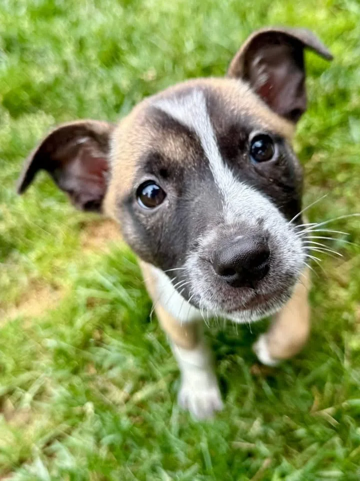 A baby small-sized female Mixed Breed dog named Alton for adoption in Lexington, KY
