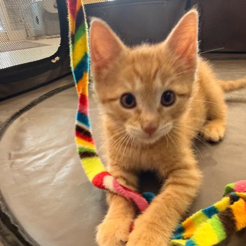 A baby small-sized male Orange / Red Domestic Short Hair cat named Rider for adoption in Philadelphia, PA