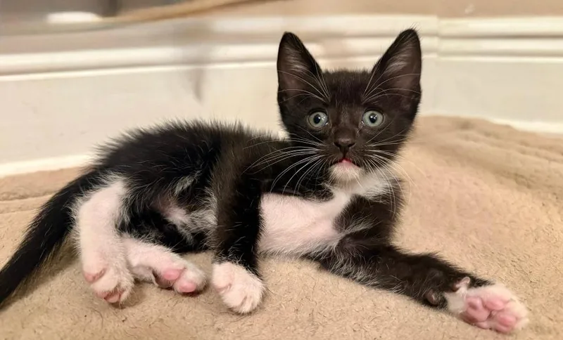 A baby small-sized male Domestic Short Hair cat named Tiki for adoption in Orlando, FL