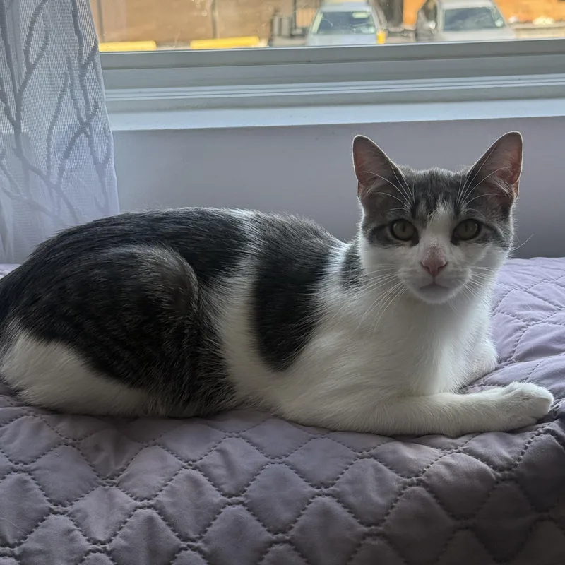 A baby large-sized male Gray & White Domestic Short Hair cat named Chai for adoption in Berkeley Heights, NJ